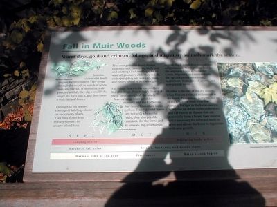 Fall in Muir Woods Marker. Click for full size. Fall in Muir Woods Marker image. Click for full size.