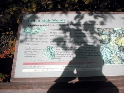 Fall in Muir Woods Marker image. Click for full size.