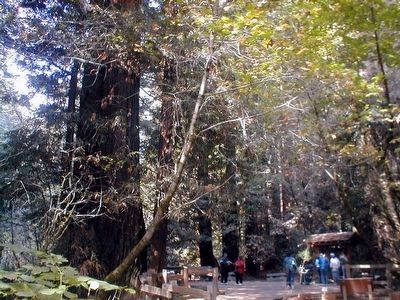 Fall in Muir Woods. Click for full size. Fall in Muir Woods image. Click for full size.