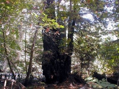 Fall in Muir Woods. Click for full size. Fall in Muir Woods image. Click for full size.