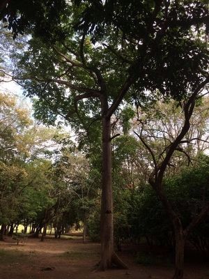 A large ceiba at the San Andrιs Archaeological Site in Ciudad Arce, El Salvador.. Click for full size. A large ceiba at the San Andrιs Archaeological Site in Ciudad Arce, El Salvador. image. Click for full size.