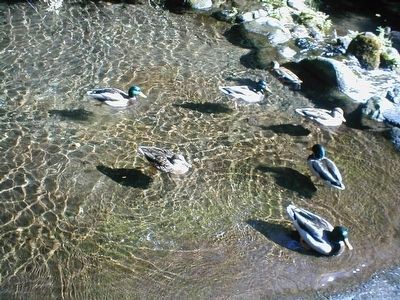 Ducks in the Sturgeon Habitat image. Click for full size.
