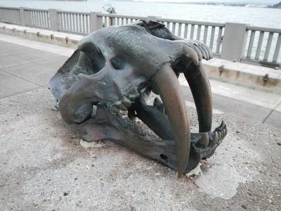 Saber-tooth Cat Skull. Click for full size. Saber-tooth Cat Skull image. Click for full size.