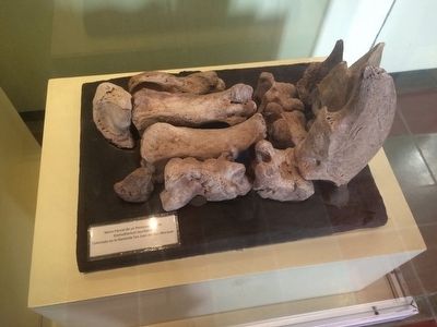 Giant Sloth partial hand fossil. Click for full size. Giant Sloth partial hand fossil image. Click for full size.