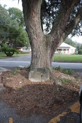 Fort Reid 1836 Marker showing oak in middle of road. Click for full size. Fort Reid 1836 Marker showing oak in middle of road image. Click for full size.