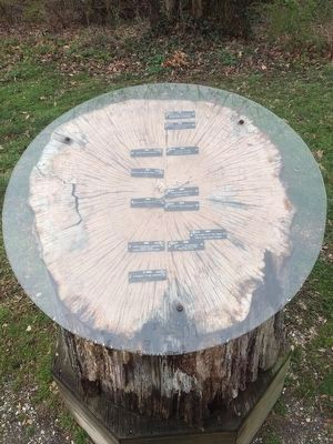 The Arlington Woodlands tree cross section image. Click for full size.