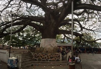 The Ceiba, Guatemala's National Tree Marker image. Click for full size.