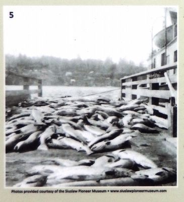 Marker Photo Detail: Salmon on the docks waiting to be processed image. Click for full size.