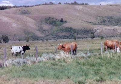 Wyoming’s Cattle image. Click for full size.