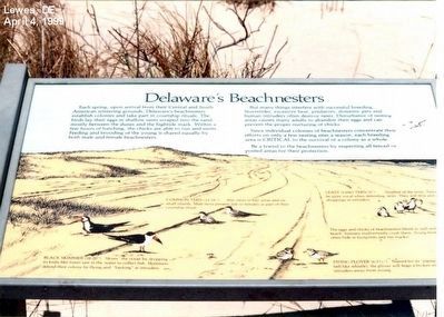 Delawares Beachnesters Marker image. Click for full size.