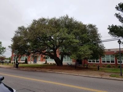 The Clark Oak and Marker. Click for full size. The Clark Oak and Marker image. Click for full size.