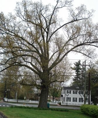 The Constitution Oak of Avon, Connecticut image. Click for full size.