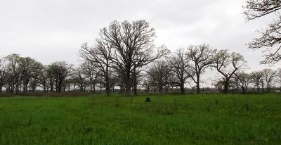 Oak Trees on the Savannah near The Sandusky Plains Marker image. Click for full size.