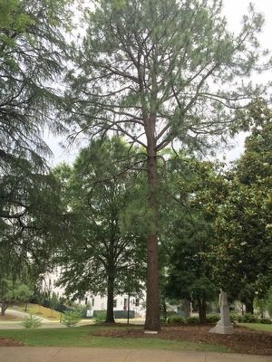 "Moon Tree" Loblolly Pine tree.. Click for full size. "Moon Tree" Loblolly Pine tree. image. Click for full size.