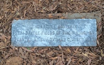 Civil War Laurel Oak Tree Marker image. Click for full size.