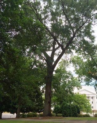 Civil War Laurel Oak Tree Marker image. Click for full size.