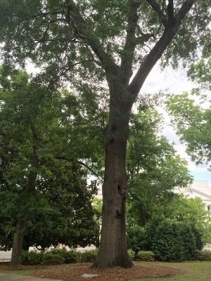 Laurel Oak Tree close up. image. Click for full size.