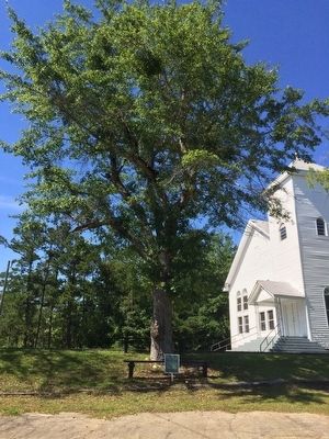 Shiloh Missionary Baptist Church & "The Tree" Marker image. Click for full size.