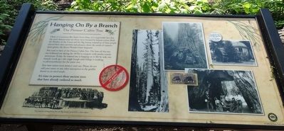Hanging On By A Branch Marker. Click for full size. Hanging On By A Branch Marker image. Click for full size.