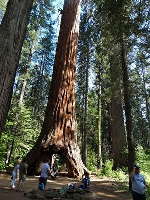 Pioneer Cabin Tree. Click for full size. Pioneer Cabin Tree image. Click for full size.