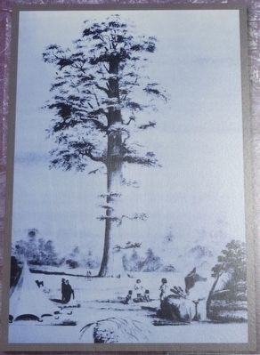 Mammoth Arbor Vitae. Click for full size. Mammoth Arbor Vitae image. Click for full size.