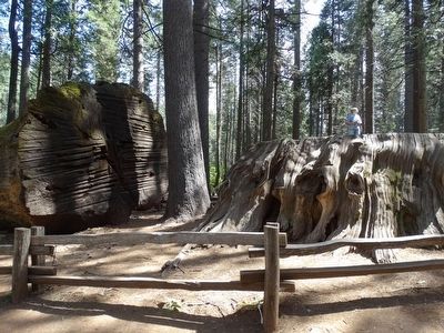Discovery Stump. Click for full size. Discovery Stump image. Click for full size.