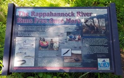The Rappahannock River Runs Free Once More Marker. Click for full size. The Rappahannock River Runs Free Once More Marker image. Click for full size.