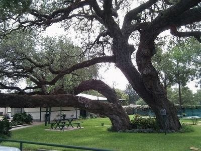 Enjoy a picnic under the Old Hanging Tree. image. Click for full size.