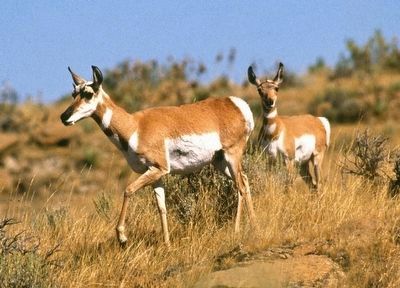 Pronghorn Antelope ♀ image. Click for full size.