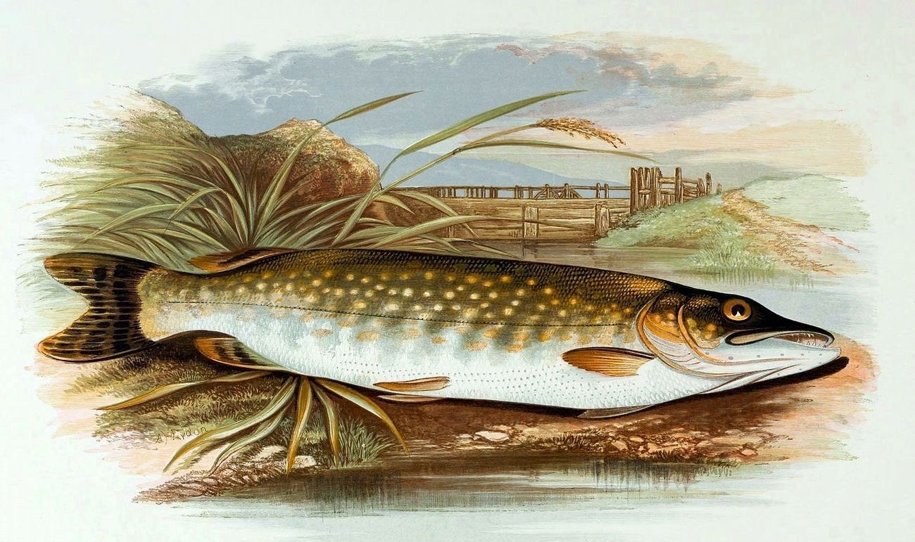 Northern Pike. Click for full size. Northern Pike image. Click for full size.