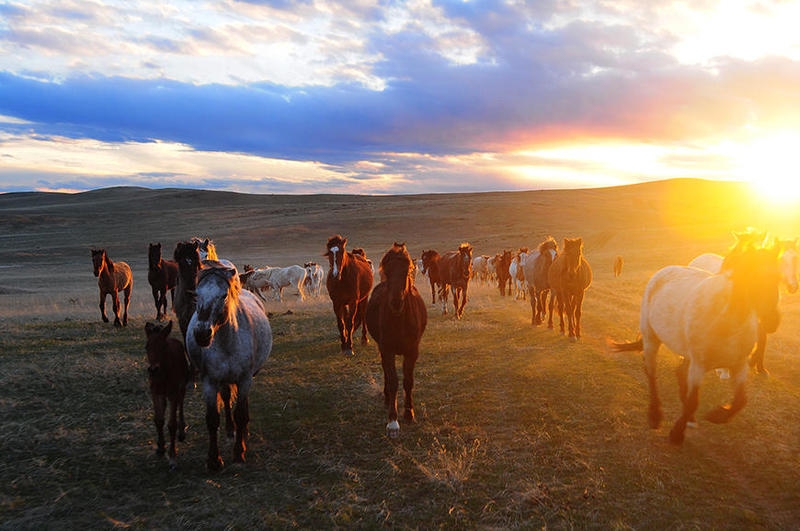Wild Horses in Wyoming