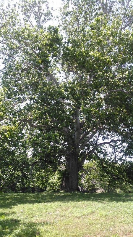 Ancient Sycamore Tree image. Click for full size.