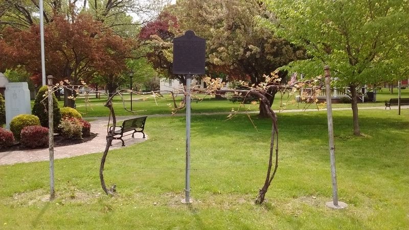 These Concord Grape Vines Marker. Click for full size. These Concord Grape Vines Marker image. Click for full size.