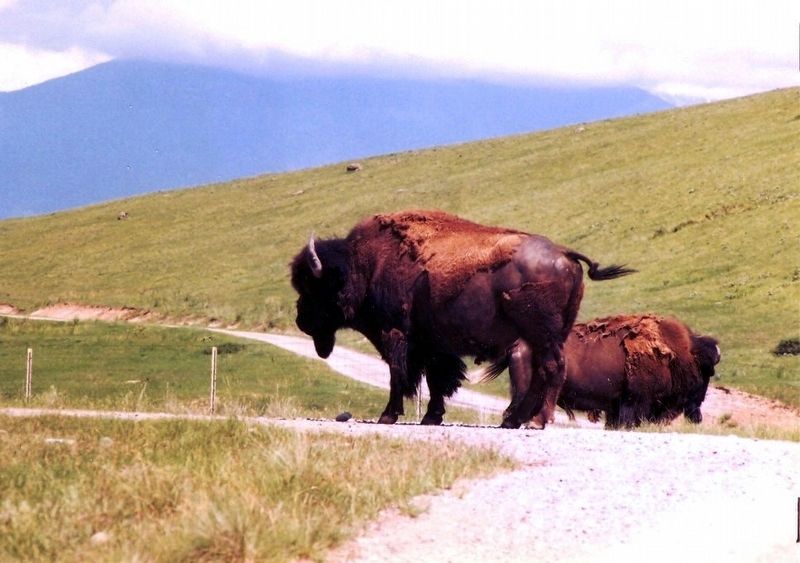 The National Bison Range image. Click for full size.