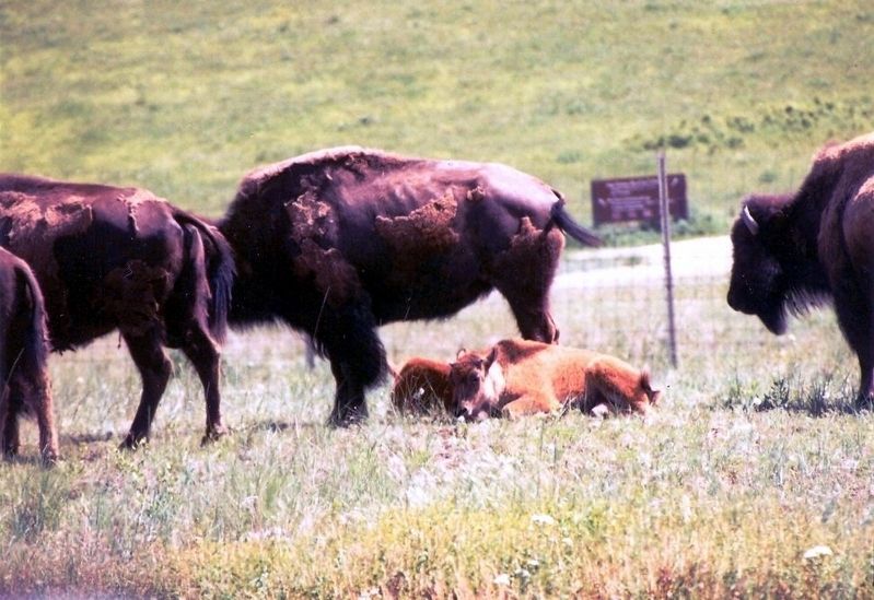 The National Bison Range-Bison babies on the ground image. Click for full size.