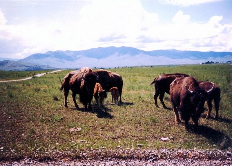 The National Bison Range image. Click for full size.