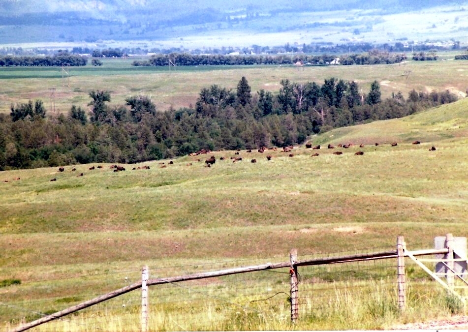 The National Bison Range-Bison Herd in the distance