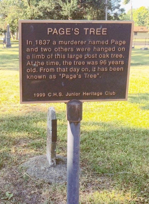 Page's Tree Marker image. Click for full size.
