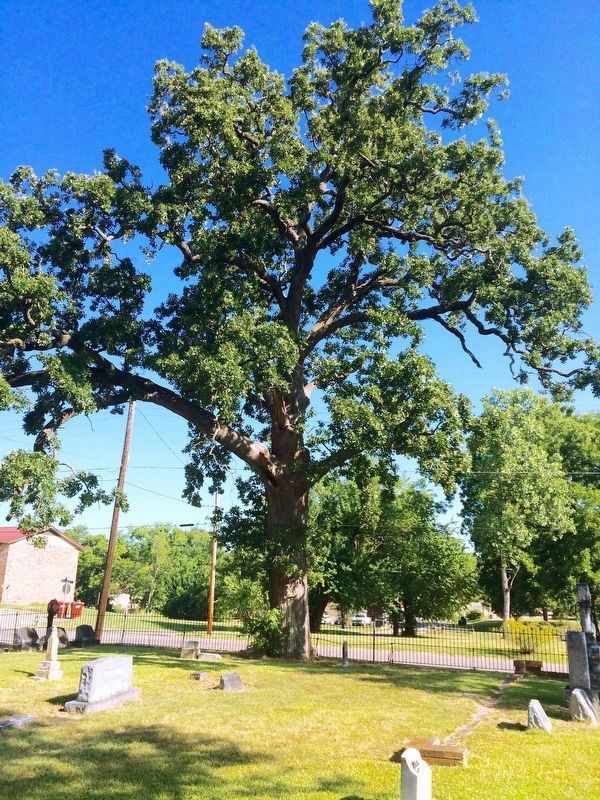 Page's 'Hanging' Tree. image. Click for full size.
