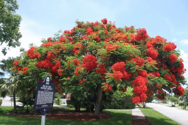 Del-Ida Park Historic District Marker looking down NE 5th Street with royal poinciana tree. image. Click for full size.