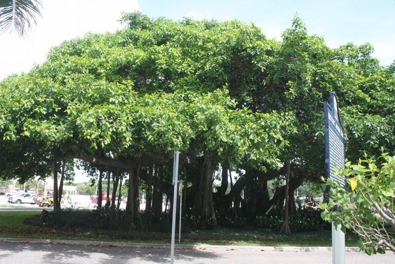 Historic Banyan Trees Marker with tree in background looking west across MacArthur Boulevard image. Click for full size.