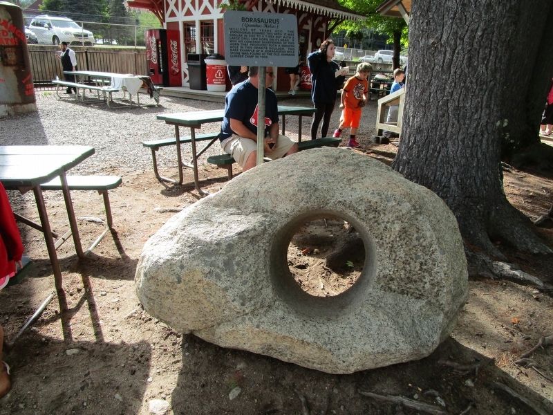 Borasaurus Hole Stone & Marker. Click for full size. Borasaurus Hole Stone & Marker image. Click for full size.