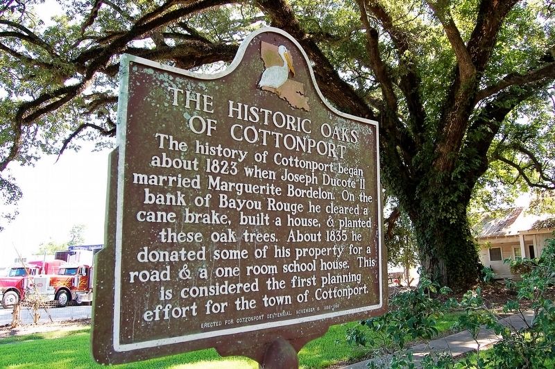The Historic Oaks of Cottonport Marker image. Click for full size.