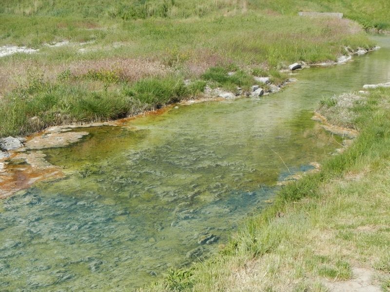 Blue-green Algae (cyanobacteria). Click for full size. Blue-green Algae (cyanobacteria) image. Click for full size.