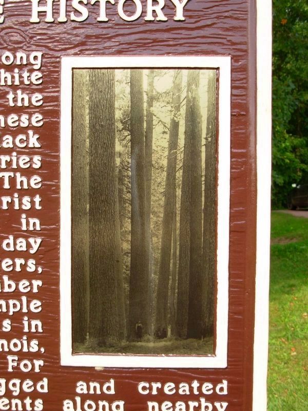 The White Pine in Neillsville History Marker image. Click for full size.