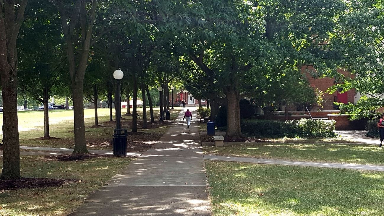 Allee of trees on the mall in front of library image. Click for full size.