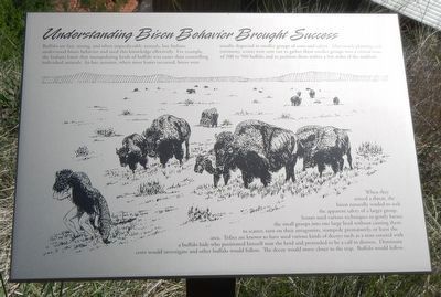 Understanding Bison Behavior Brought Success Marker image. Click for full size.