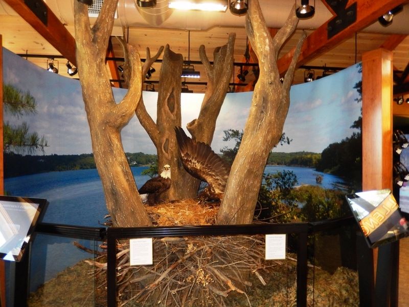 Bald Eagle Exhibit in the Visitor Center image. Click for full size.