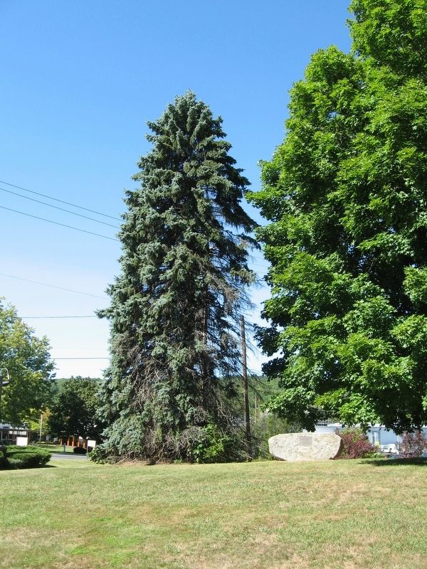 City of Lebanon Spruce Tree and Marker image. Click for full size.