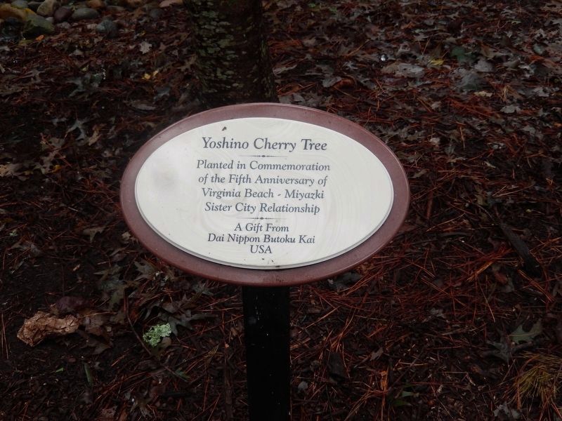 Yoshino Cherry Tree image. Click for full size.